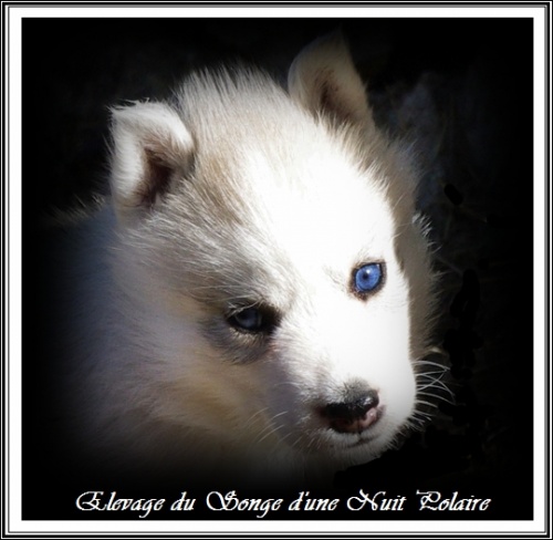 Chiot Husky Femelle 4 (34j)