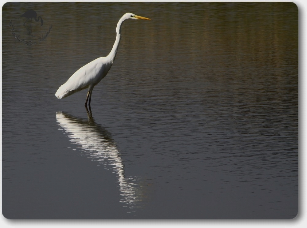 Grande aigrette...