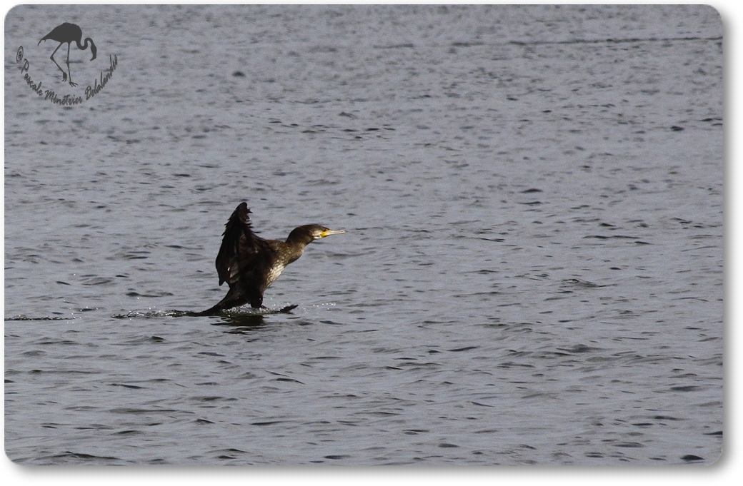 Retour des Grands Cormorans...