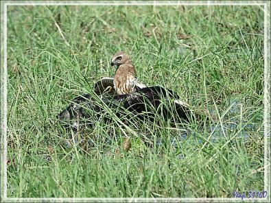 L'attaque d'un Busard grenouillard (Circus ranivorus) sur un autre oiseau (cormoran ?) - Safari nautique - Parc National de Chobe - Botswana
