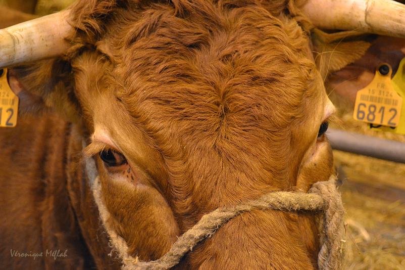 Salon International de l'Agriculture : La Limousine