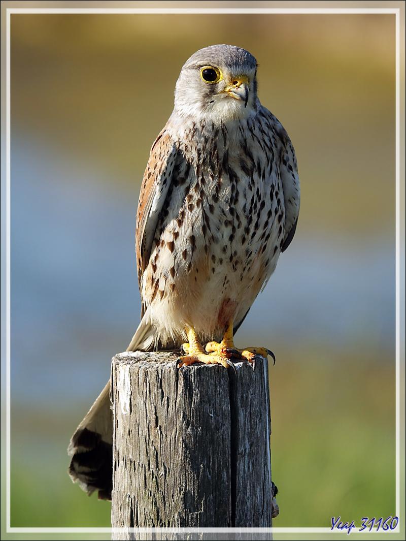 Faucon crécerelle, Common kestrel (Falco tinnunculus) - Les Portes-en-Ré - Île de Ré - 17