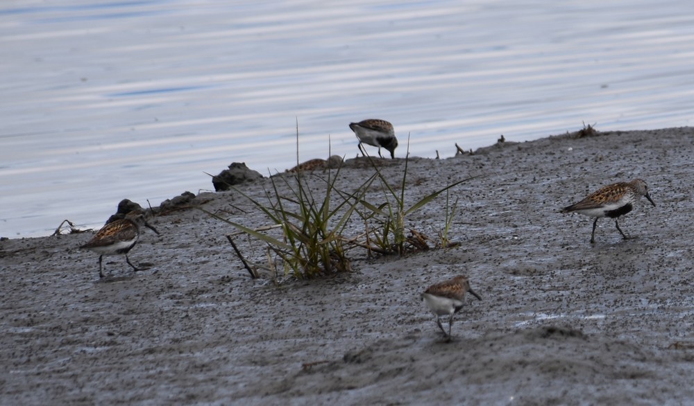 Des petits limicoles, en bord de Bassin - mai 2019...