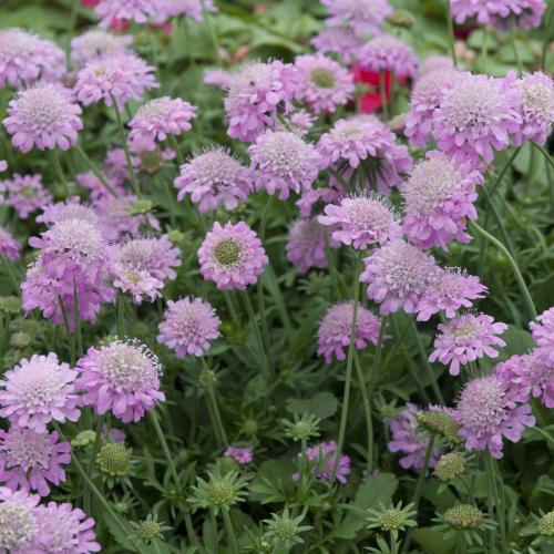 Fleurs cultivées : Scabieuse