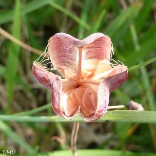 Fritillaria meleagris - fritillaire pintade
