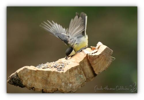 Mésange charbonnière