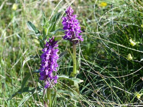 Fleurs du Champsaur (2)