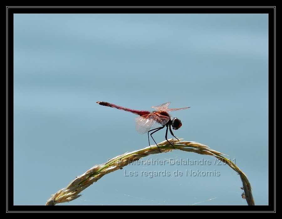 Libellule rouge...