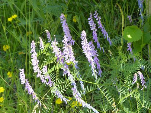 Fleurs du Champsaur (2)