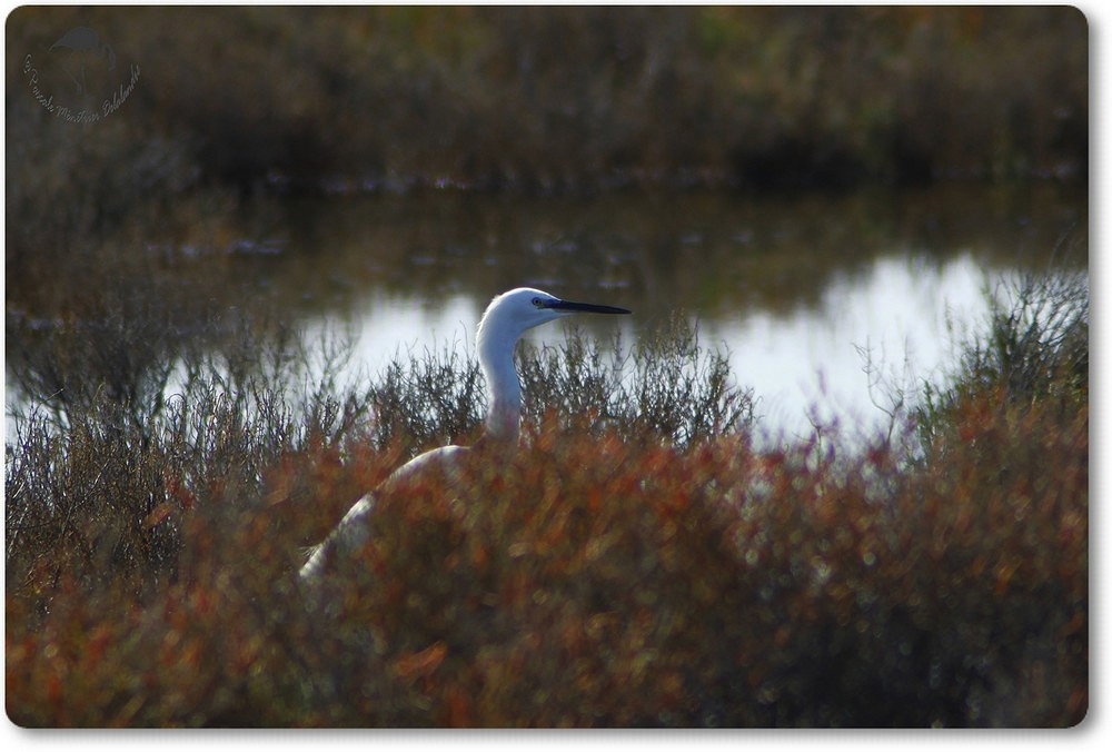 Aigrette Garzette dans la sansouire...