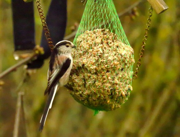 Oiseaux au jardin en ce début d'automne...