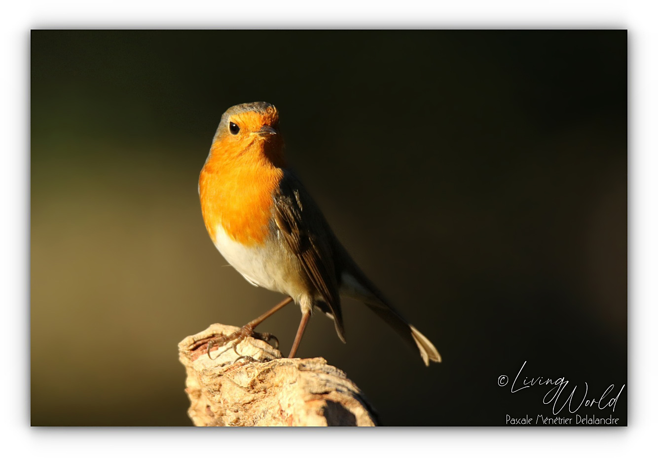 Robin prend la pose.