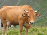 vache