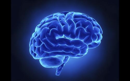Le système glyphatique du cerveau