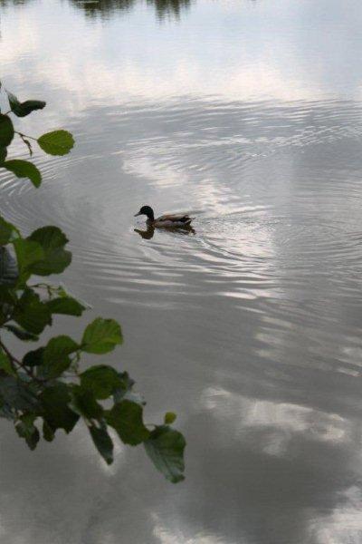 Au lac de St Denis du Maine (18)