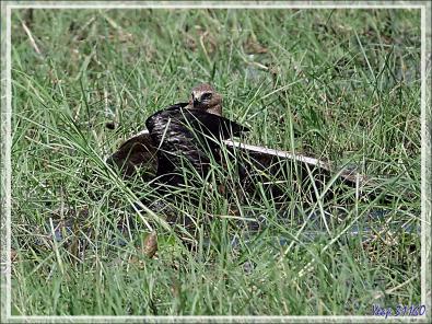 L'attaque d'un Busard grenouillard (Circus ranivorus) sur un autre oiseau (cormoran ?) - Safari nautique - Parc National de Chobe - Botswana