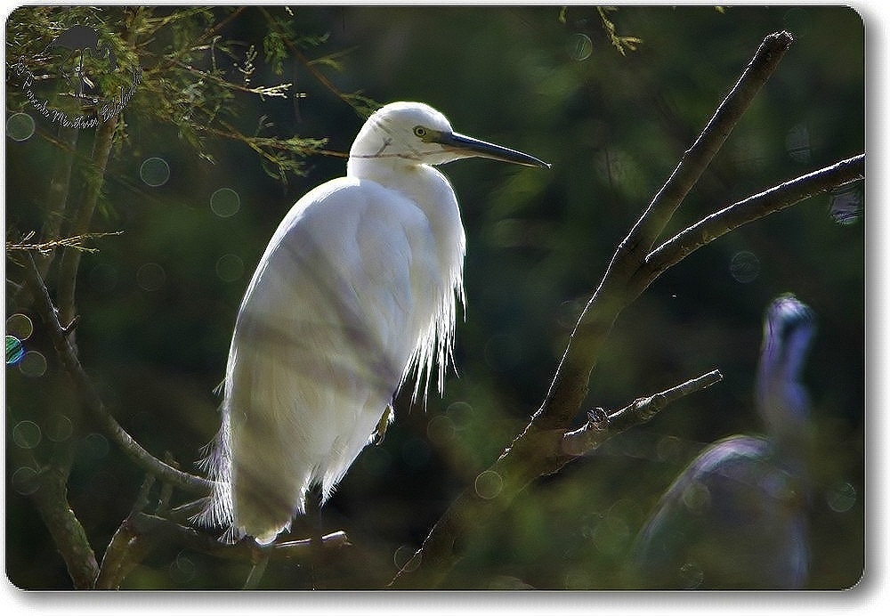 Aigrette Garzette...