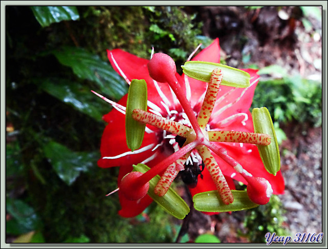 Blog de images-du-pays-des-ours : Images du Pays des Ours (et d'ailleurs ...), Fleur de la passion rouge (Passiflora vitifolia) - Puerto Viejo de Talamanca - Costa Rica