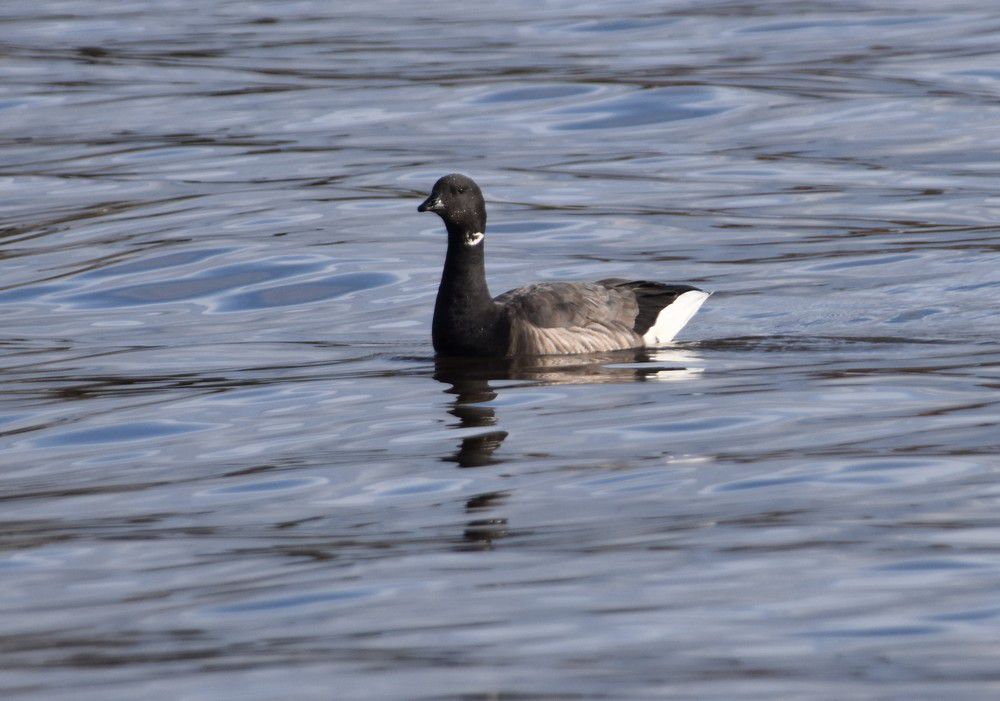 Oies bernaches près de la jetée d'Arès - février 2024...