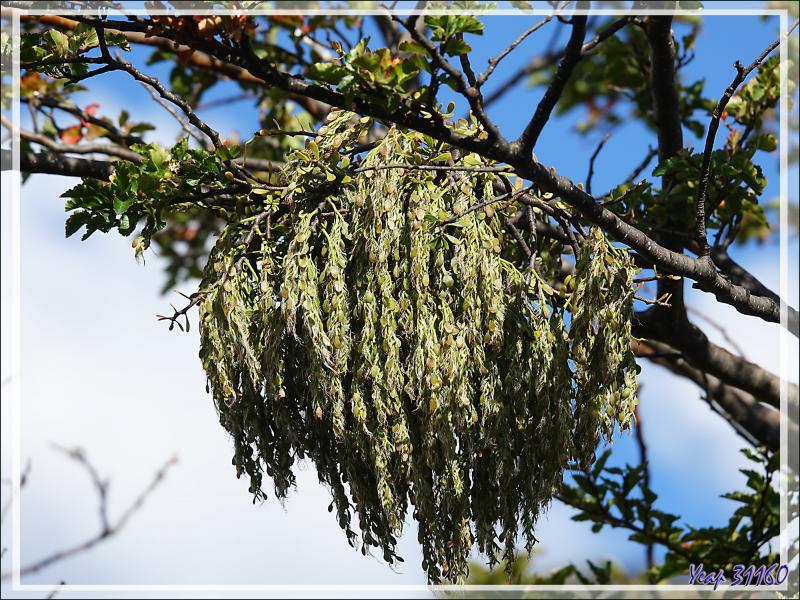Même plante, pas la même ? Barbe d'ange ou Lanterne chinoise (Misodendrum sp.) - Lac Acigami - Lapataia - Terre de Feu - Argentine