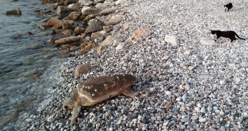 Jusqu'à LEROS