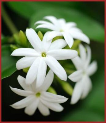 Plantes Energies.