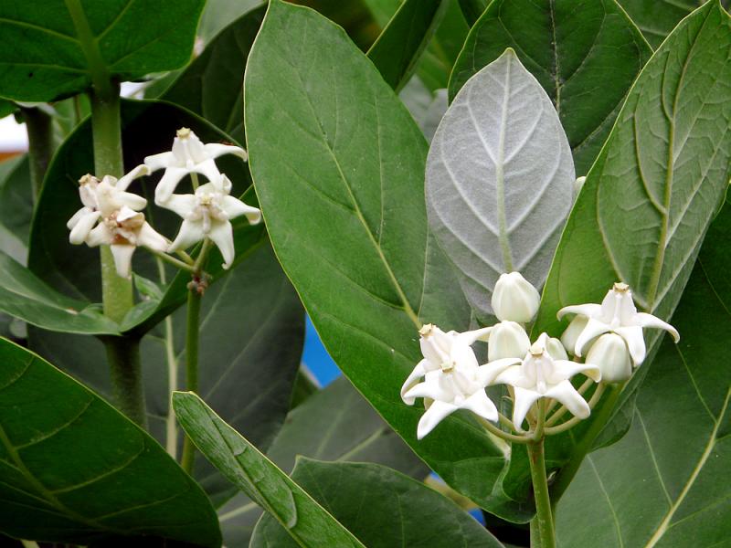Arbuste à fleurs blanches - Huahine - Polynésie française