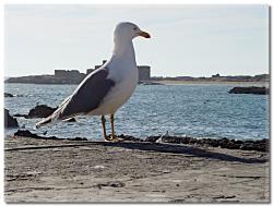 UN  PETIT  TOUR  A  ESSAOUIRA 