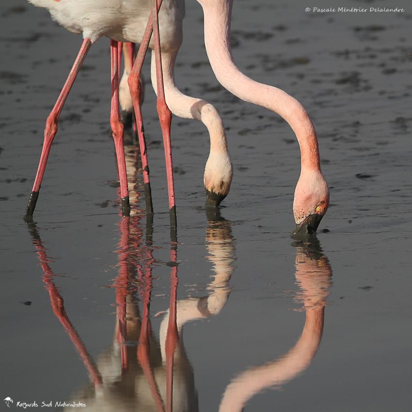 Flamants roses en patouille dans la vase...