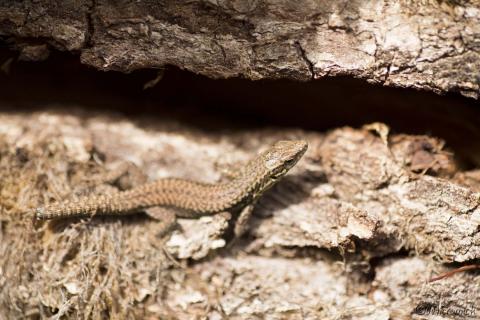 Cliquez sur l'image pour l'agrandir.