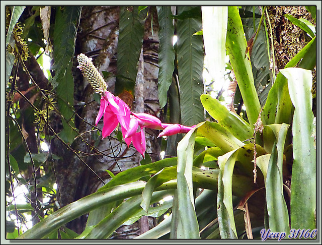 Blog de images-du-pays-des-ours : Images du Pays des Ours (et d'ailleurs ...), Inflorescence de bromélia - Puerto Viejo de Sarapiqui - Costa Rica