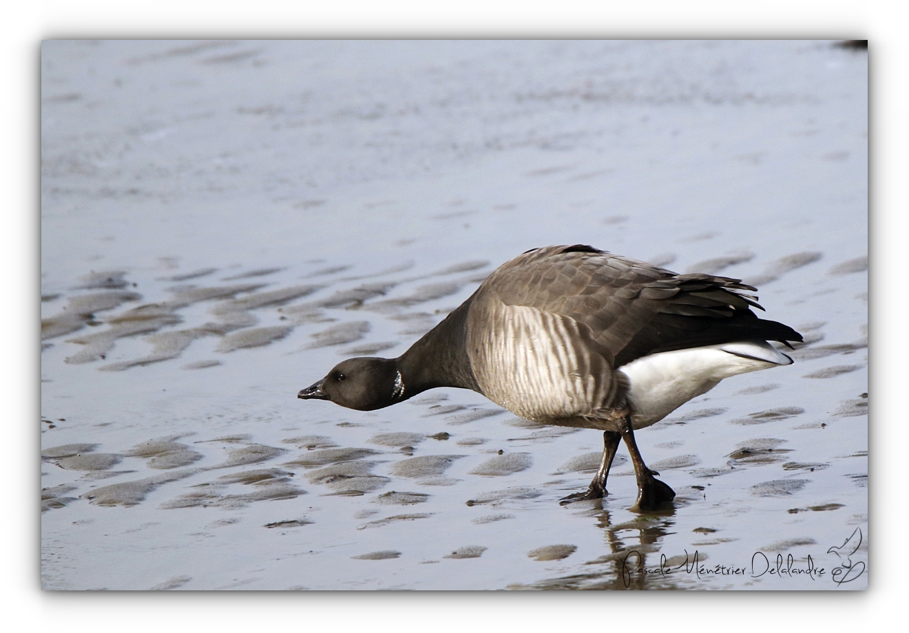 Bernaches cravants à ventre sombre à Andernos