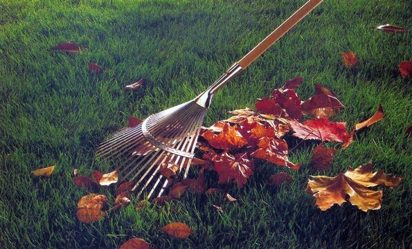 histoire de ...feuilles ...