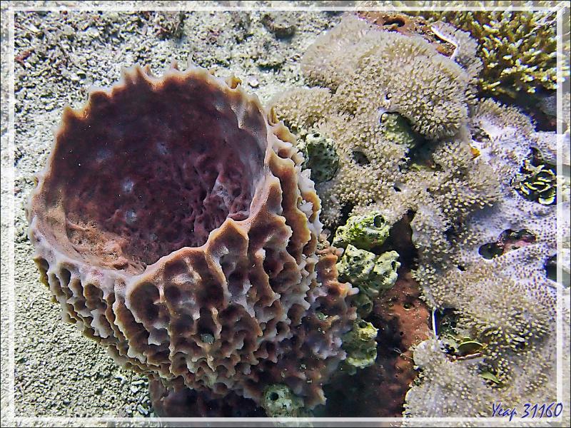 Éponge Baril de rhum, Éponge-barrique, Éponge-tonneau, Barrel-sponge, Basket sponge, Tub sponge (Xestospongia muta) - Bank des Frères - Tsarabanjina - Mitsio - Madagascar