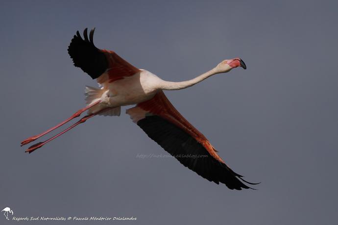 Flamant rose