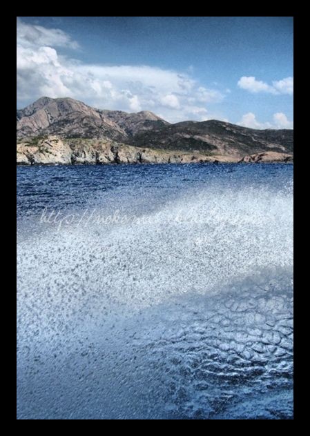 Tranches de vie d'un Australian Shepherd