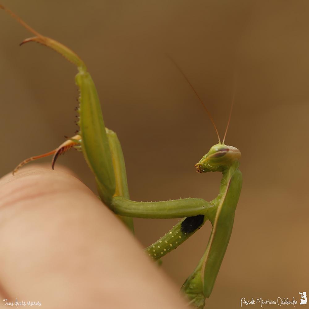 Mantis religiosa  - Mante religieuse - forme verte