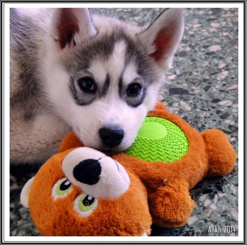 Les jouets de vos Huskys (26 avril 2014)