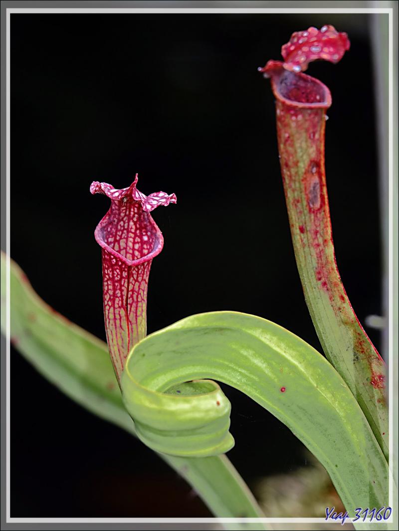 L'urne de plante carnivore "sarracenia" a hésité dans le sens où pousser ... - Lartigau - Milhas - 31