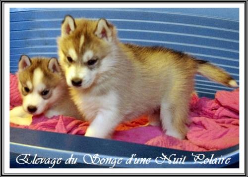 Mâle 1 (35 jours)