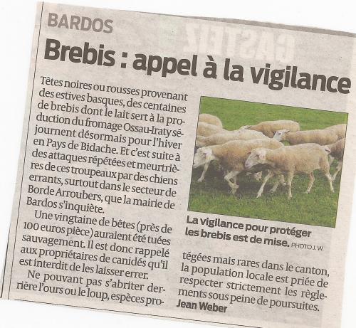 Loups de Pologne (Canis lupus lupus)