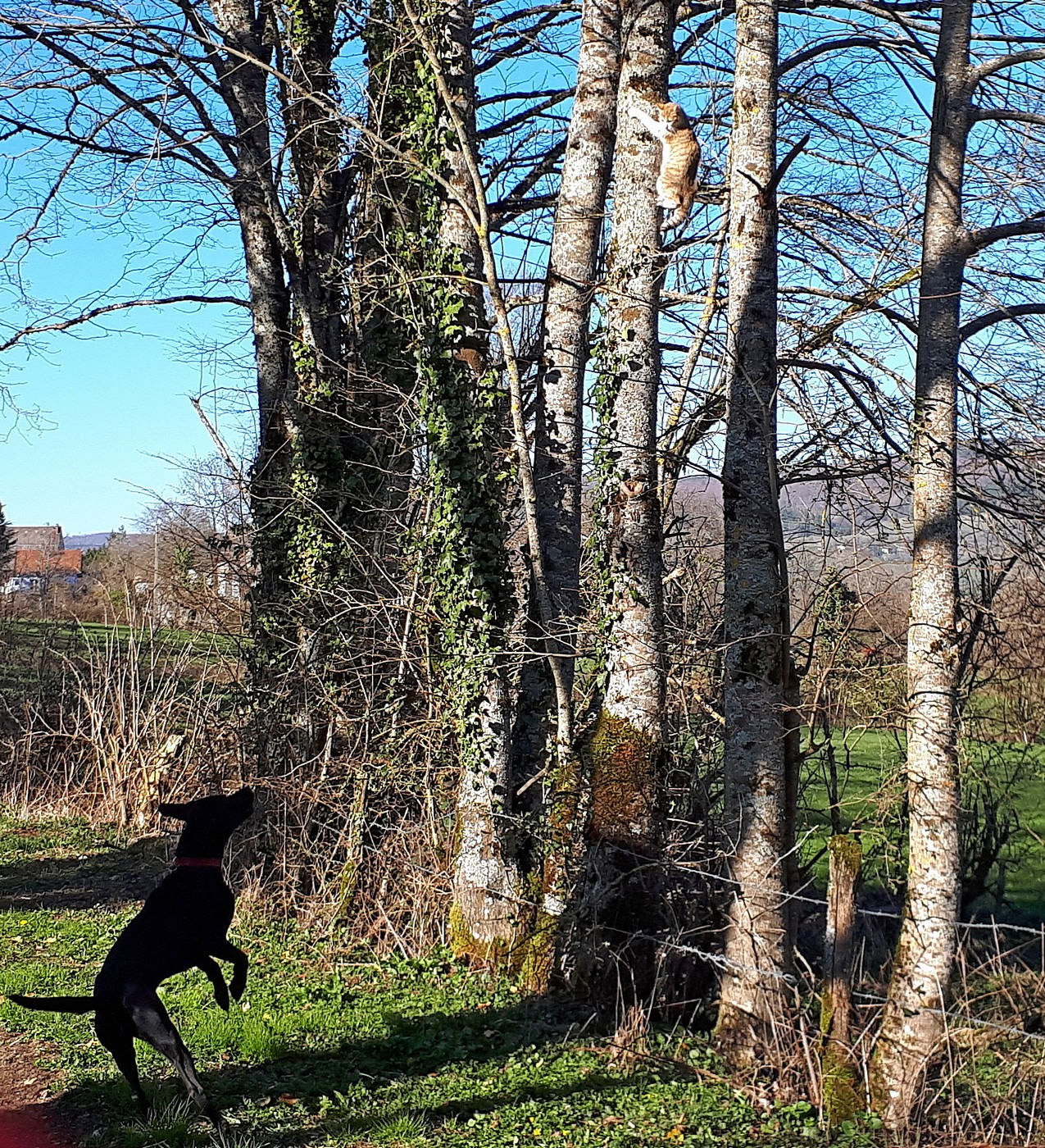 Le corbeau et le renard