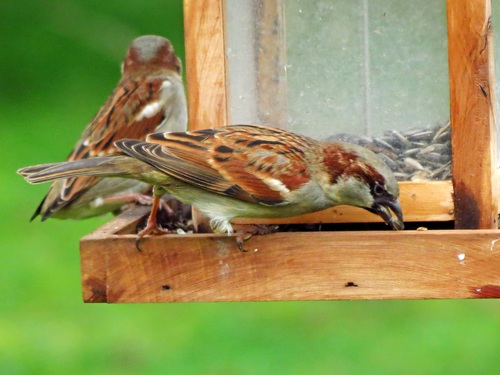 Oiseaux de mon jardin