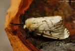 Erebidae
