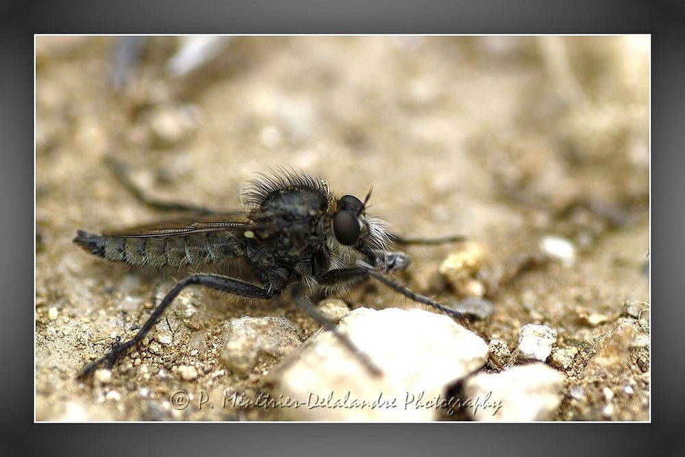 Empis tesselata...