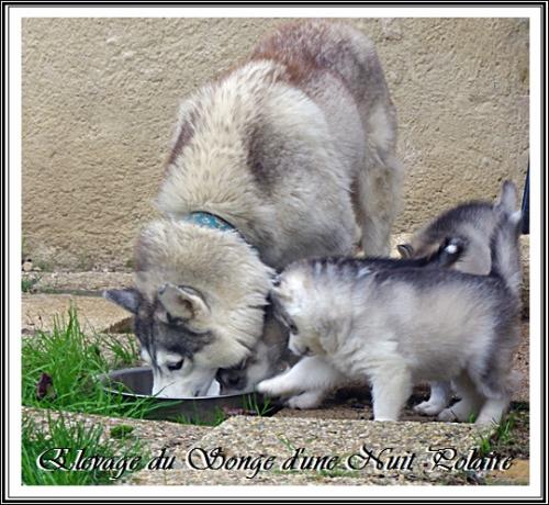 Portée de Felya (3 décembre 2015)