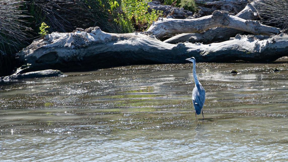 OC 2021 : Saintes Maries de la Mer : loin de la foule. (3 et fin)