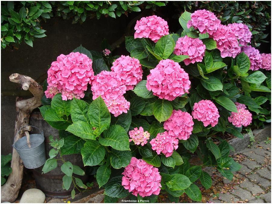 Hortensias du jardin 