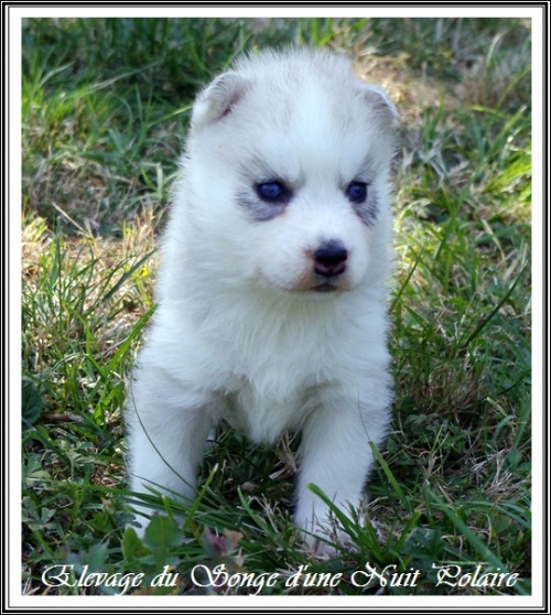 Chiot Husky Femelle 4 (25j)