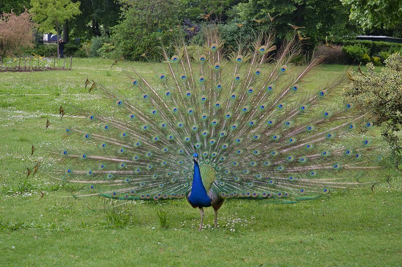 Lac Daumesnil : La roue du paon bleu
